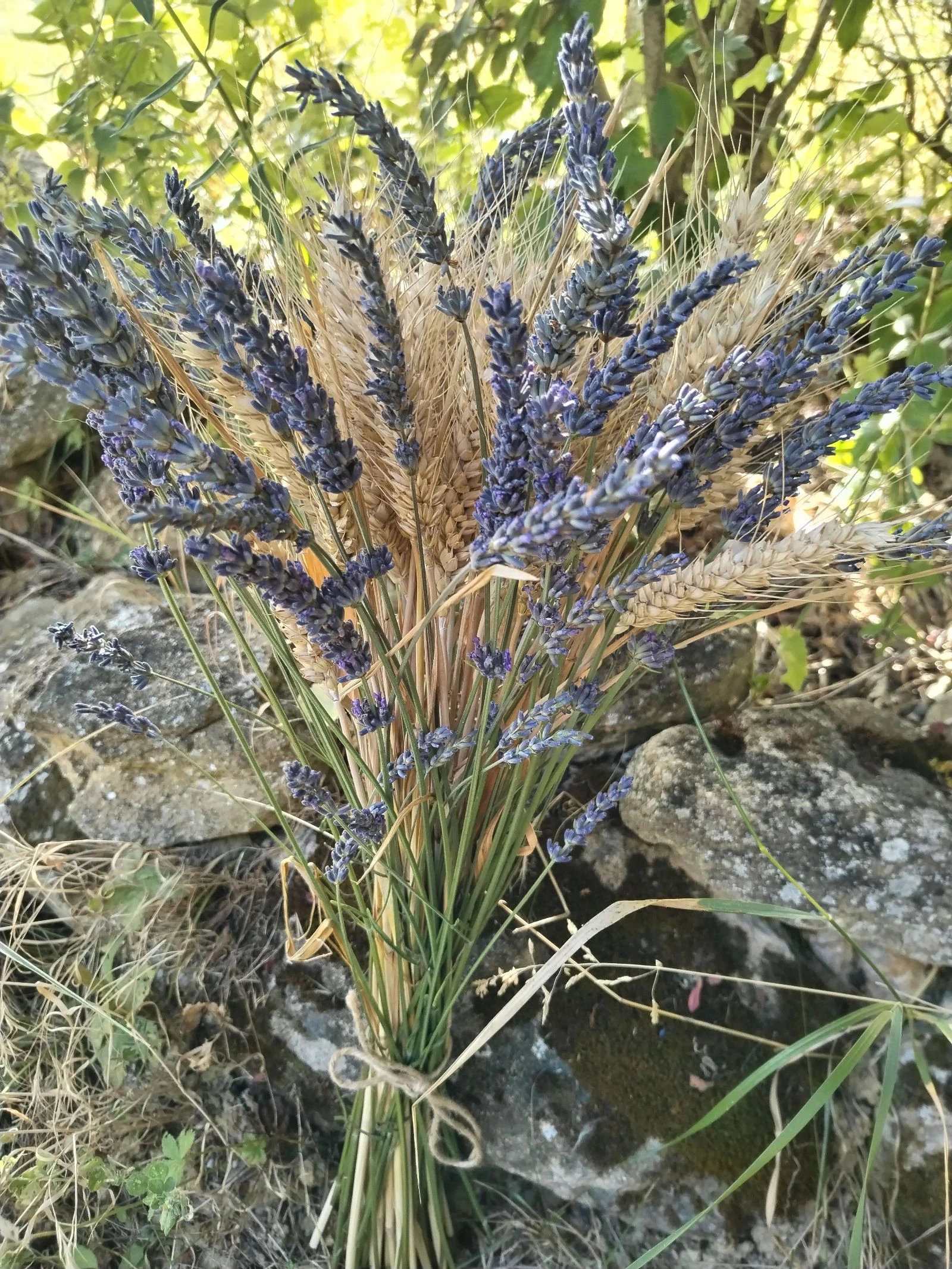 Bonito ramo de flores secas rústicas, espigas de trigo y lavandas azules de mi jardín natural. – photo 3